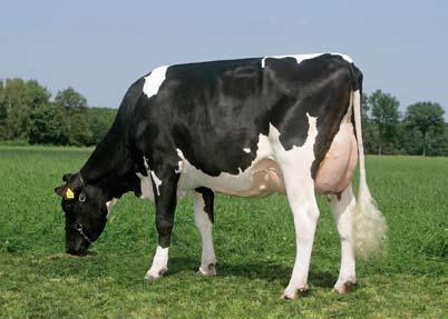 It seems that Shottle is going to be the best bull of the last 10 years in England. This Mtoto-son scores excellent for conformation and doesn t hardly have any weak points.
