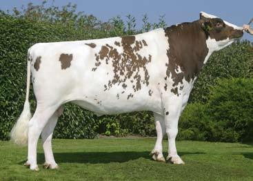 His production was also of a good level with narrow fat/protein rate. The Classic s daughters all have super conformation and won several (local or national) shows.