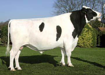 His pedigree descends from one of the best American cowfamily, the O-Man-family, and the well known Dutch cow-family, the Suzan-family.