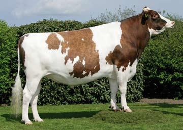 RED MYSTERY Unravels the qualities for a good dairy cow!