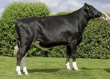 aaa: 354 36810 BLACK PEARL (Alexander x Ronald x Tops) Beautiful and stylishly build black bull