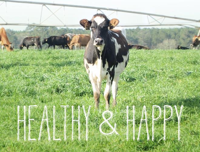 How can we improve cow health?