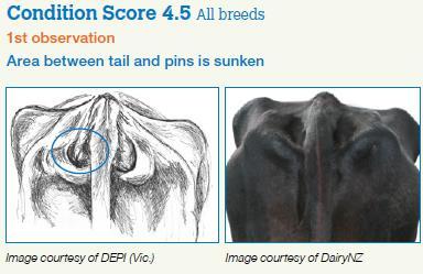 Body condition targets Condition & nutrition Target My herd