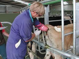 Insemination technique Performance is affected by: Facilities Preparation