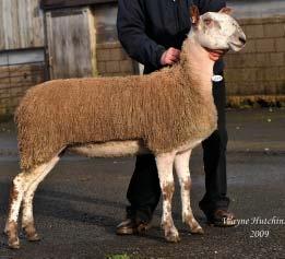 Topping the days trade was a gimmer lamb from M/s Lord, Hewgill with a cracking gimmer lamb by K1 Lunesdale and out of a ewe by V45 Hewgill.