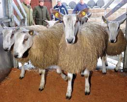 He was pleased with how the tups did, initially putting the two rams with 400 ewes for a month and then replacing them with some of the traditional rams.