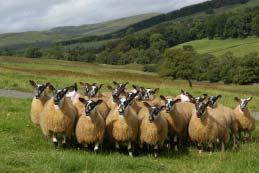 NORTH COUNTRY CHEVIOT The Quality Hill Breed HAVE WE GOT EWES FOR YOU?