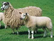 prime lambs when used with Texel, Suffolk, Charollais, Beltex etc.