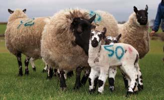 A Beulah ewe with her lambs Outside of farming both Myrfyn and Gareth were disappointed with the latest rugby result, with the