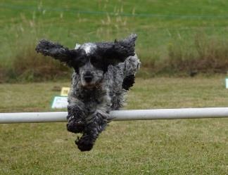Tues Canine Parkour Workshop Wed Agility & Activity Trail & Hoopers Hoops Workshop Thurs Treiball (am) Nosework (pm) Fri K9 Adventure Challenge Fun Day This week of doggy activities makes the perfect