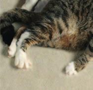 Feline Idiopathic Cystitis Feline lower urinary tract disease (FLUTD) describes a collection of conditions that can affect the bladder and/or urethra of cats.