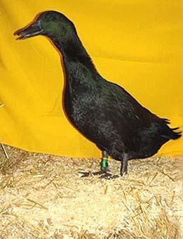 The Grand Champion Large Fowl trio was the RC Rhode Island Reds by Adrian and Mary Ann Rademacher.