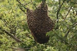 Colonies also won t swarm without leaving several queen cells. This provides a replacement queen for the colony that remains when a swarm leaves the current home.