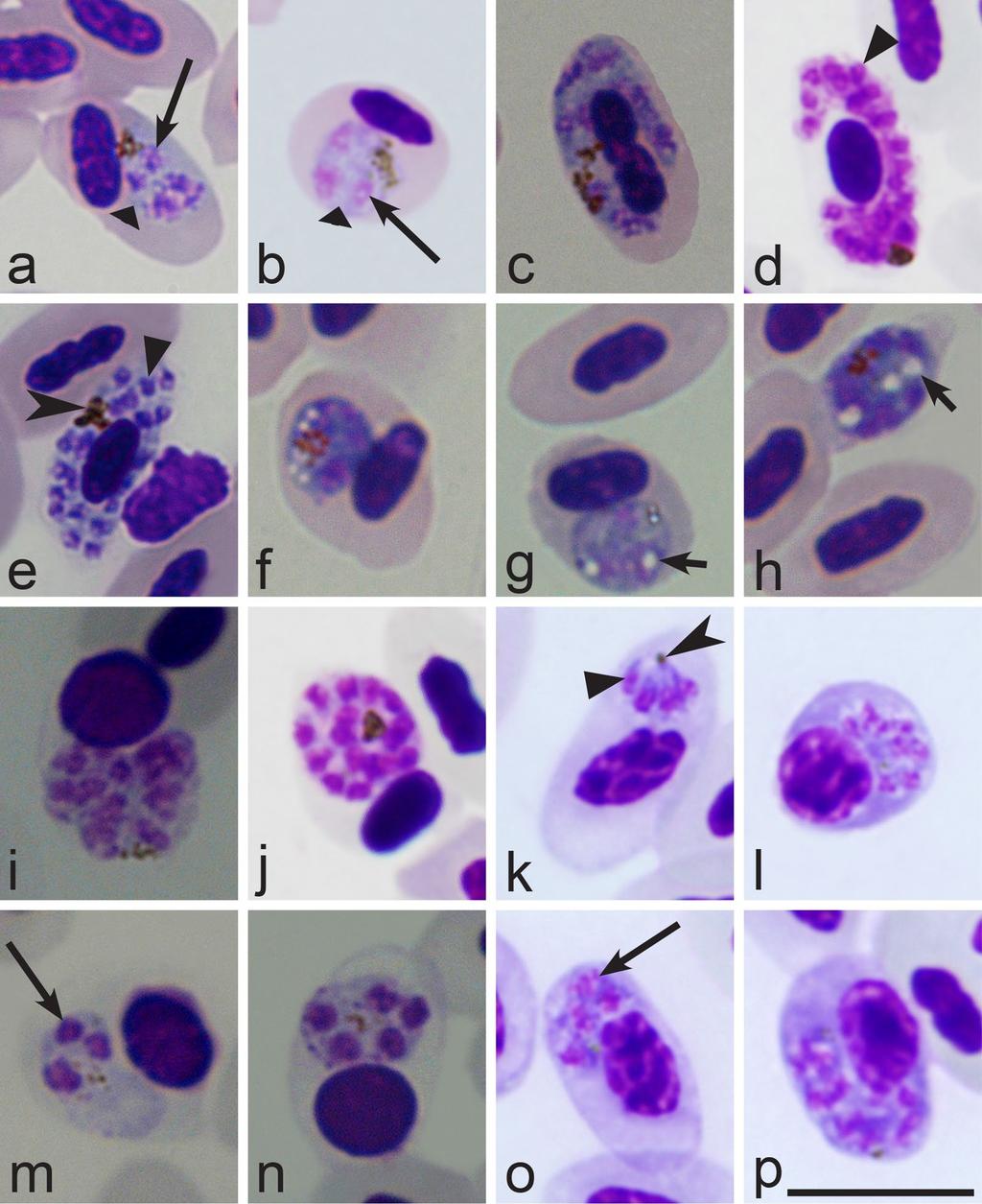 Page 17 of 24 Fig. 2 Morphological features of erythrocytic meronts and their host cells of avian Plasmodium parasites, which are used for Haemamoeba, Giovannolaia and Huffia species identification.