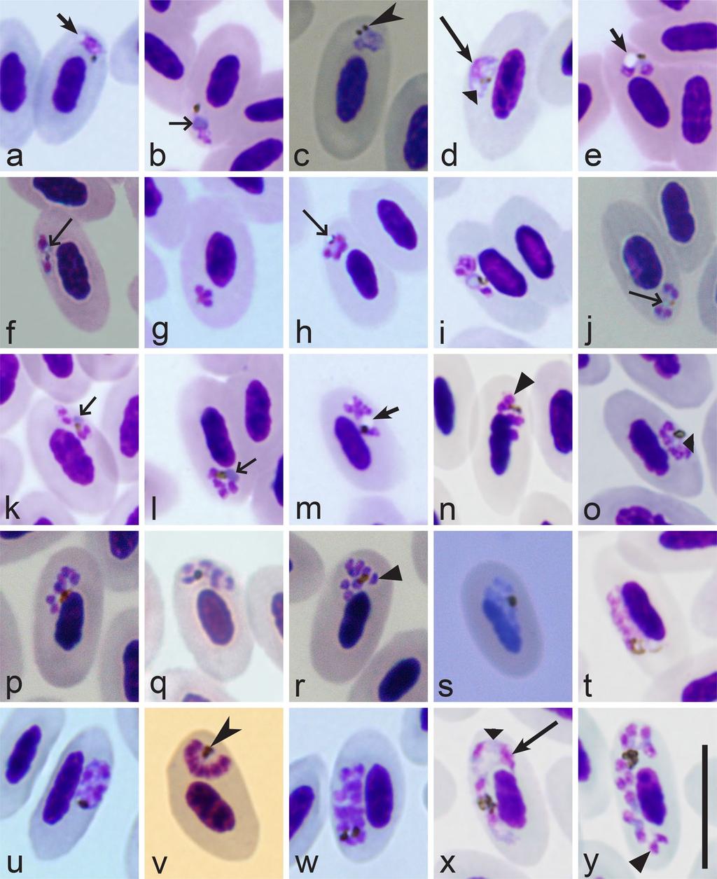 Page 18 of 24 Fig. 3 Morphological features of erythrocytic meronts and their host cells of avian Plasmodium parasites, which are used for Novyella and Giovannolaia species identification.