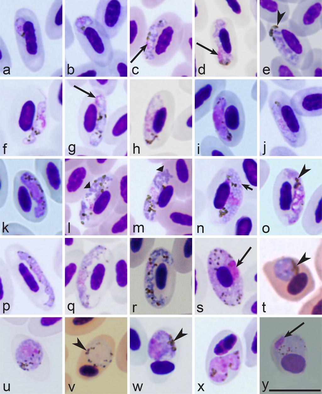 Page 19 of 24 Fig. 4 Morphological features of gametocytes and their host cells of avian Plasmodium parasites, which are used for species identification.