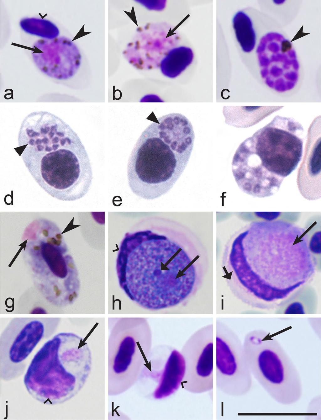 Page 4 of 24 Fig. 1 Main morphological features of blood stages, which are used for identification of families of haemosporidian (Haemosporida) parasites (a i).