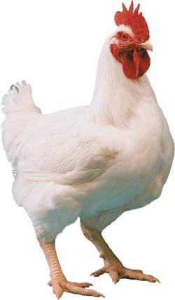 E; Breed, Genetic Development of Chicken 1.