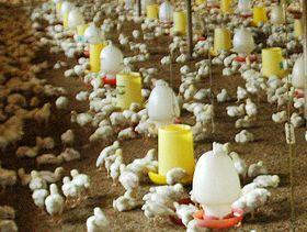 I; Trend of Broiler Farms