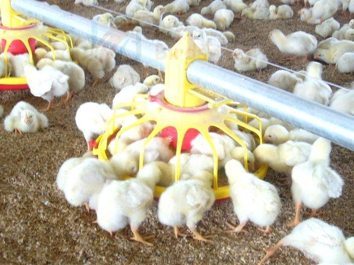 I; Trend of Broiler Farms Production Feeding Management Broiler Feed Formulation; Starter Feed 1-21 days.