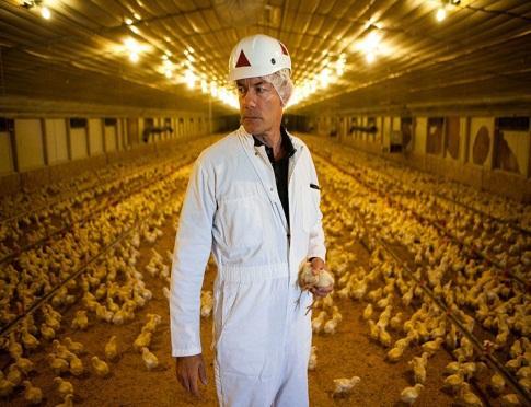 Disinfection Monitoring & Surveillance Poultry Welfare of Broiler Breeder