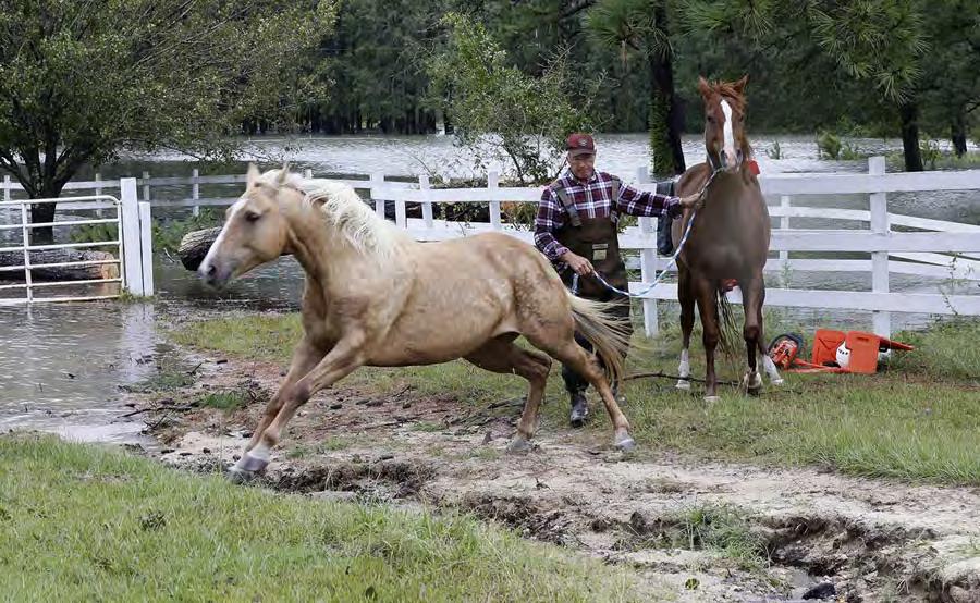19 A man moves his horses from rising water in Lumberton, North Carolina, on September 16, 2018.