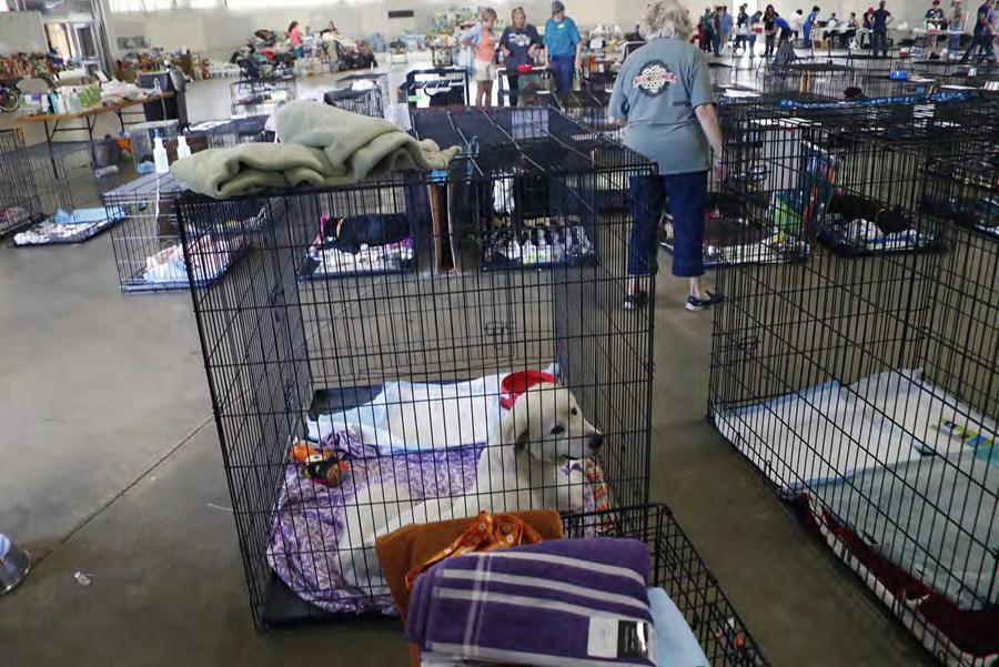 Cages hold rescued pets in the Holshouser Building at the North Carolina State Fairgrounds in Raleigh, North Carolina, on September 17, 2018.