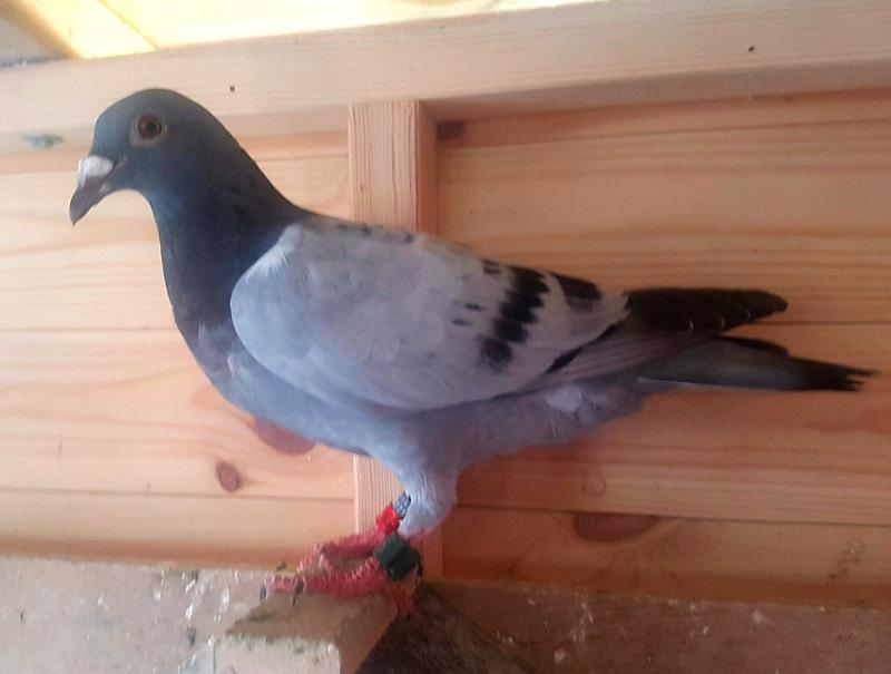 Our pigeon who was 2 nd Open on the day and winner of the breeder/ buyer is now named Geraldine s Pride who we named after my sister who I sadly lost this year.