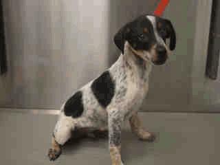 6 Sam - 3 Months Old Male 02/23/16 STRAY WAIT A255298 Tricolor Rat Terrier RECEIVING Jane - 1 Year Old Female 02/19/16 02/26/16 UNAVAIL A255318