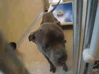 Female A255108 Brown Pit Bull/Mix Delilah - 7 Weeks Old Female A255109 Br Brindle/White Pit