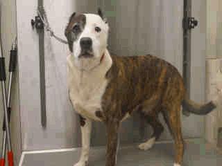 8 Years Old Female 02/02/16 STRAY WAIT A255168