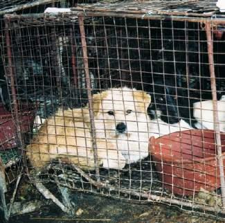 2001 Jill rescues Eddie from a meat market in southern China.