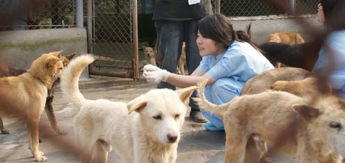 Animals Asia helps 149 meat dogs rescued by activists in Sichuan.