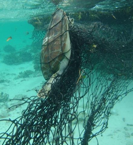 Issues Collateral damage: Bycatch associated to tuna schools on purse seine sets on FADs