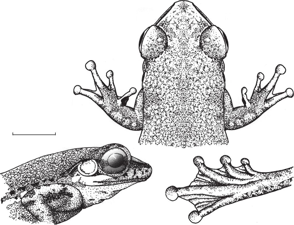 Systematics of Litoria bicolor (Anura : Hylidae) in the Papuan region Australian Journal of Zoology 275 Etymology The trivial epithet is a contraction of the expression loca demissa septentrionalis