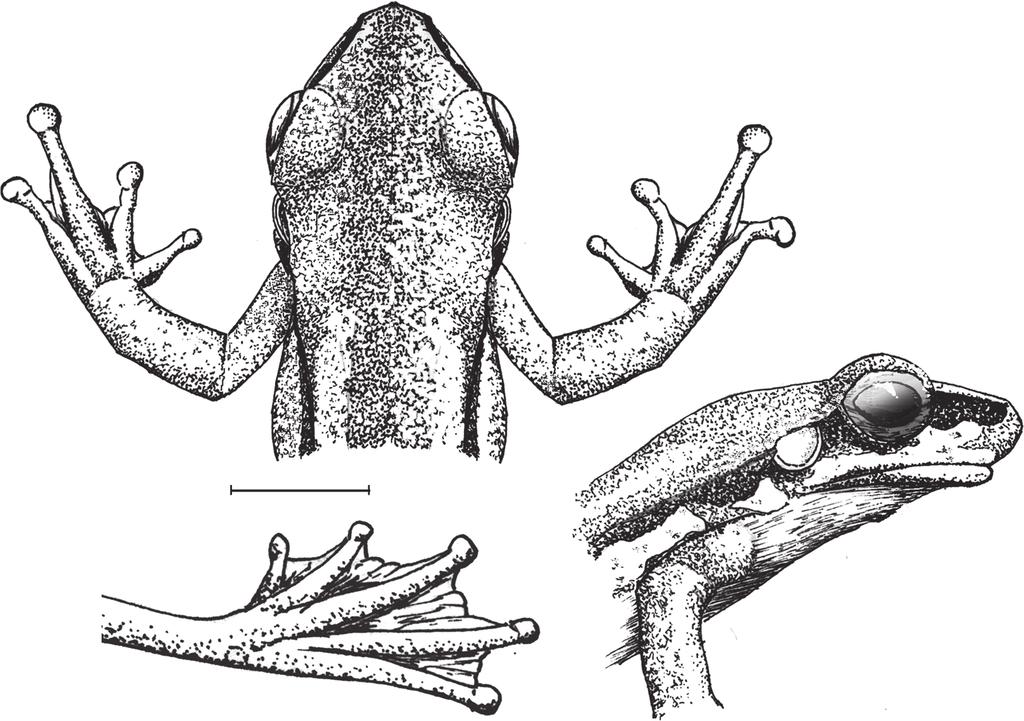 276 Australian Journal of Zoology J. I. Menzies et al. Fig. 16. Male paratype of Litoria eurynastes sp. nov., UP5276, Seram. Left foot in dorsal view. Scale line = 5 mm.