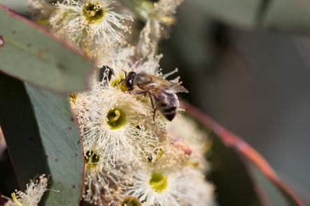 Feature Winter Honey Flows (White Box) By: Norm Webb Sheryl McIntosh has for many years been able to take advantage of winter honey flows in the Capertee Valley where White Box (Eucalyptus Albens) is