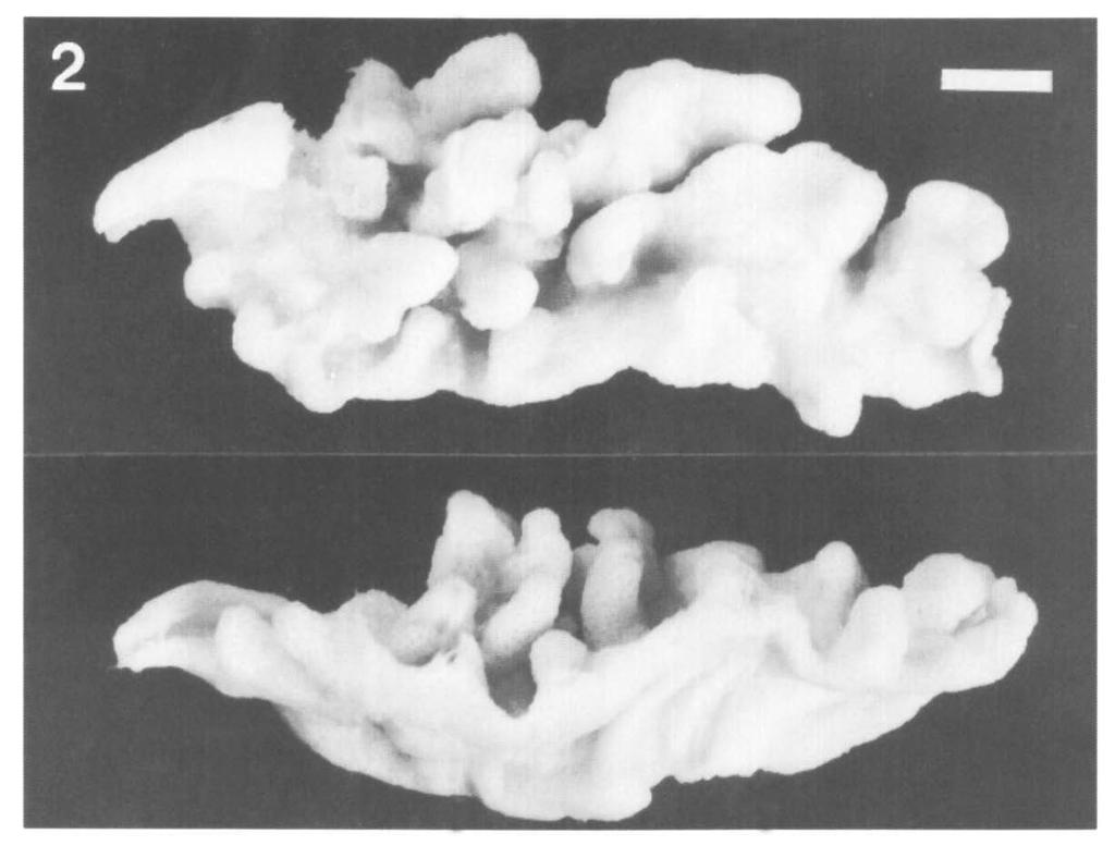 Vennam & van Ofwegen. Soft corals from the Laccadives. Zool. Med. Leiden 70 (1996) 439 S. gravis Tixier-Durivault, 1970: Kavaratti S. hirta (Pratt, 1903): Agatti, Kavaratti S.