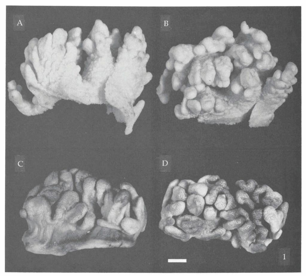 VAN OFWEGEN & VENNAM: OCTOCORALLIA FROM THE LACCADIVES 145 Fig. 1A-B. Sinularia abhishiktae spec. nov., holotype from Agatti Island; (RMNH Coel. no. 17969).