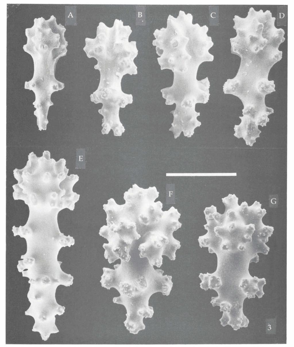 VAN OFWEGEN & VENNAM: OCTOCORALLIA FROM THE LACCADIVES 147 Fig. 3. Sinularia densa (Whitelegge, 1897), specimen from Kavaratti Island (RMNH Coel. no. 17971); sclerites from surface layer of the stalk.