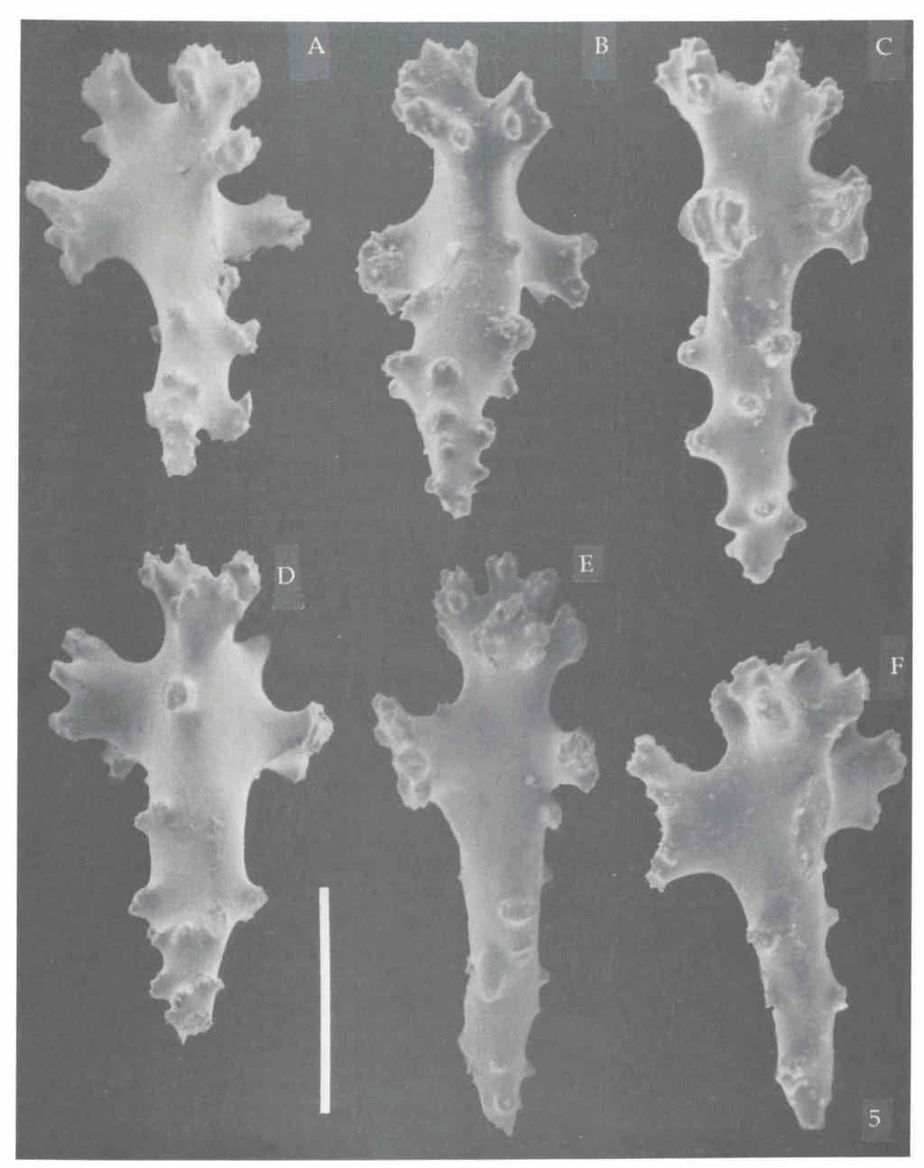 VAN OFWEGEN & VENNAM: OCTOCORALLIA FROM THE LACCADIVES 149 Fig. 5. Sinularia abhishiktae spec, nov., holotype from Agatti Island (RMNH Coel. no. 17969); sclerites from surface layer of a lobe.