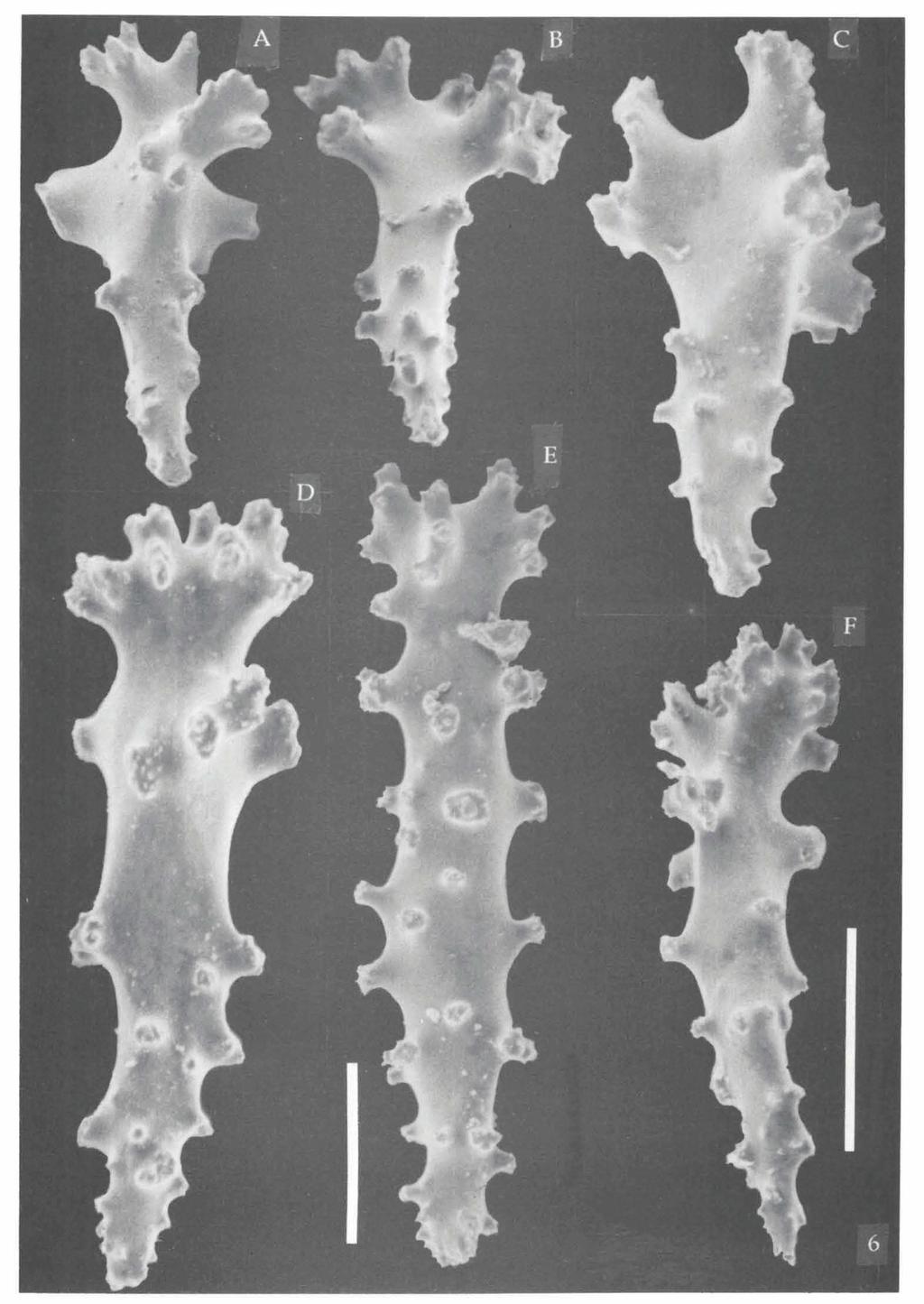 150 ZOOLOGISCHE MEDEDELINGEN 65 (1991) Fig. 6. Sinularia abhishiktae spec, nov.