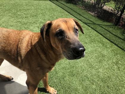 ed Breed, Large (over 44 lbs fully Dog Male