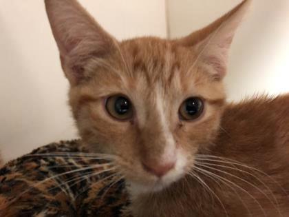 Domestic Shorthair - Cat Male Adoption -