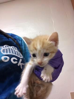 Cat Male Adoption - Onsite A39235687