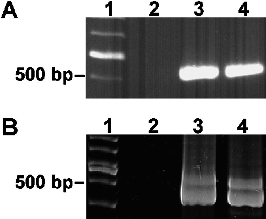 caninum using DNA extracted from oocysts of the newly described isolate from deer (designated NC-deer). NC-Illinois, which had been isolated from a dairy calf in Illinois (Gondim, Laski et al.