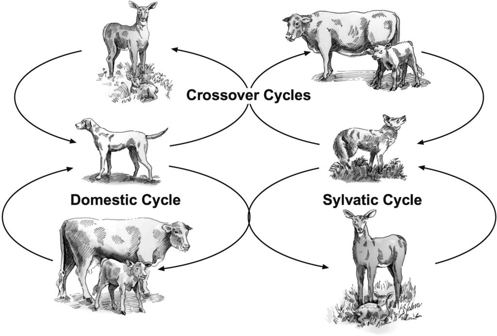 64 THE JOURNAL OF PARASITOLOGY, VOL. 9, NO. 6, DECEMBER 24 FIGURE. Transmission cycles of the protozoan Neospora caninum between wild and domestic animals.