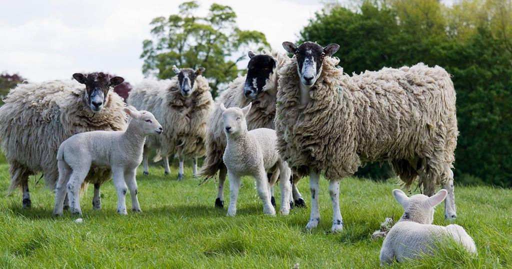 Livestock Grazing animals are an easy target for a thief. Check the fields where animals are grazing daily if possible. Keep hedges, fences and gates in good repair. Ditches form a natural barrier.