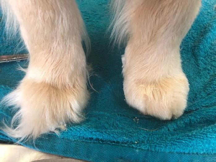 SIMPLE GROOMING EXAMPLE, FEET LOOK LIKE MITTENS Feet are to look like mittens. Don t cut in between the toes. Cut flat on the bottom of the feet too. Don t cut between the pads.