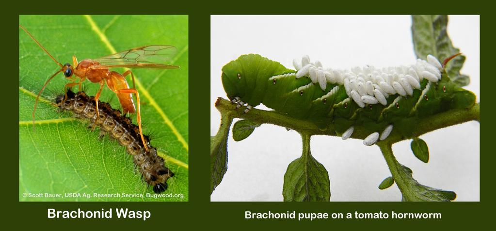 The Brachonid Wasp, which is only 1/32 to 1/4 in length, is also a parasitoid. The Cotesia congregates is a species of Brachonid Wasp which often lays its eggs on tomato hornworm caterpillars.